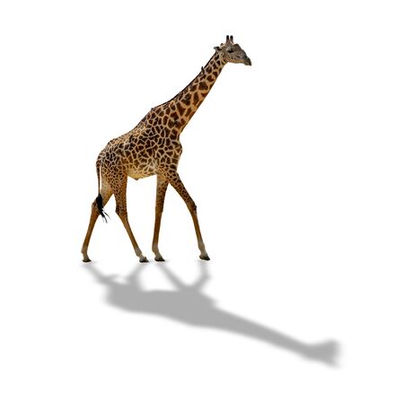 Giraffe isolated on white background with shadowの写真素材
