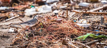 Wagtail between many ropes and garbageの写真素材