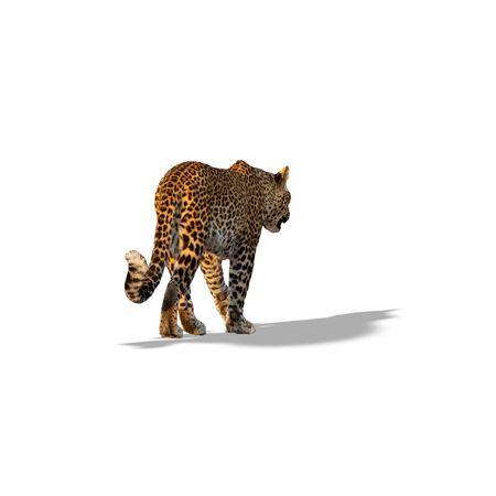 Rear view of leopard walking isolated on white with shadowの写真素材