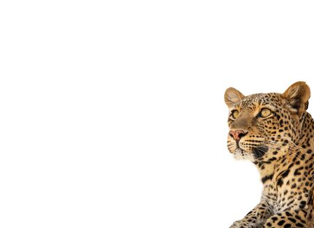 Leopard head looking to the infinite on whiteの写真素材