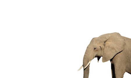 Side view of elephant on white backgroundの写真素材