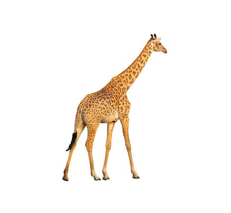 Giraffe walking profile view isolated on white backgroundの写真素材