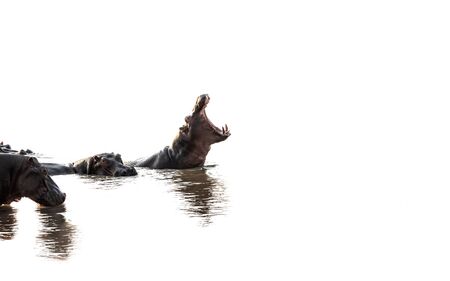 Hippo with open mouth and big teethの写真素材