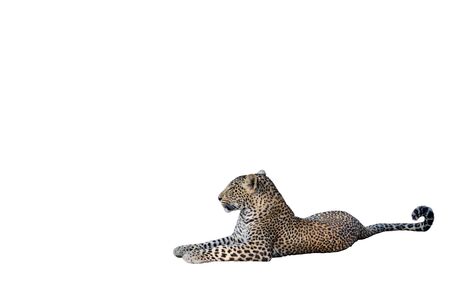 Leopard laid down on the ground on whiteの写真素材