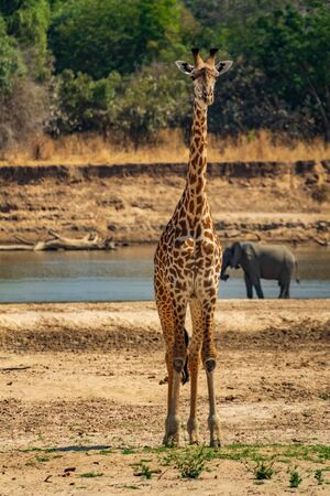 Front view of giraffe looking to the cameraの写真素材