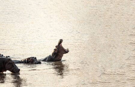 Hippo with open mouth and big teethの写真素材