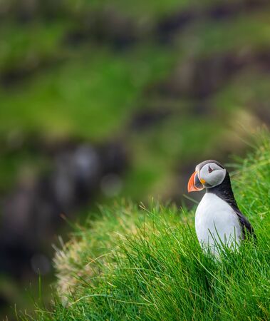 Puffin standing over the cliffs with blurred background and text spaceの写真素材