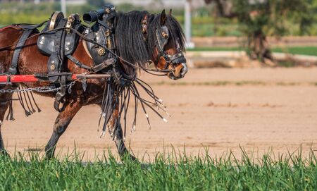 Profile view of work horse with carriageの写真素材