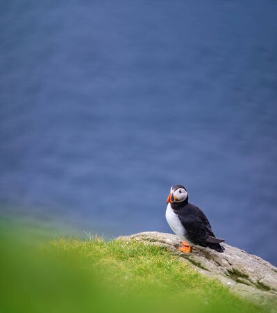 Top view of puffin on top of the rock against blurred oceanの写真素材