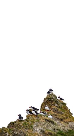 Group of puffins over the rocks with text space on topの写真素材