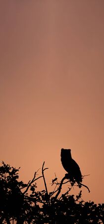 Owl on the top of the tree at duskの写真素材