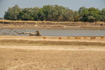 Group of Puku antelopes in a row near river looking for predatorの写真素材