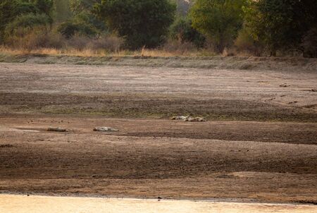 Lions resting over the riverbank at sunsetの写真素材