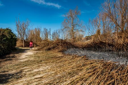 Unrecognizable woman hiking in the middle of burnt area