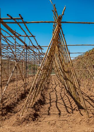 Prepared garden field for beans with reedの写真素材