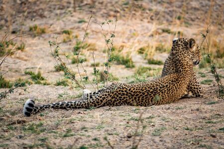 Wild leopard laid down on the groundの写真素材
