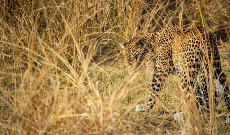 Camouflagged leopard in the bush looking for preysの写真素材