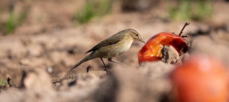 Small bird feeding from fruits on the groundの写真素材