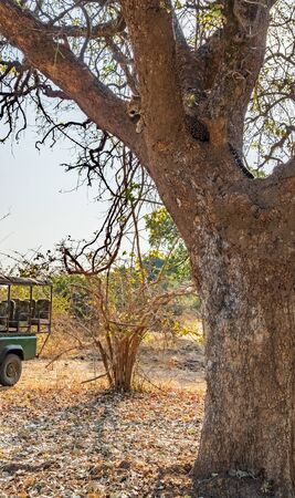 Safari 4x4 car observing leopard over the treeの写真素材