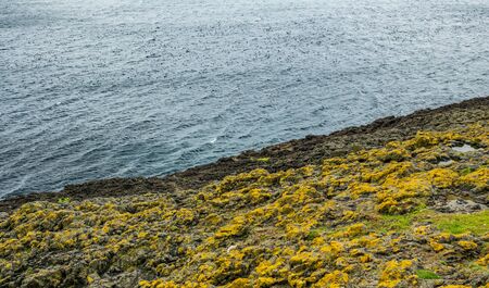 Coastline and ocean with many puffins waitingの写真素材