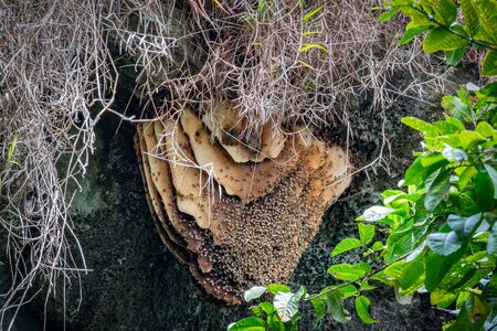 Bee hive inside a cave with many beesの写真素材