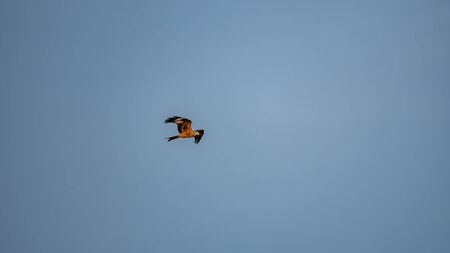 Kite bird flying against clear blue sky