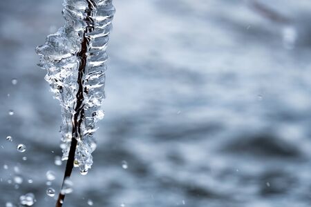 Frozen sprig covered with ice and text spaceの写真素材