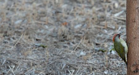 Picus viridis woodpecker over tree trunk with text space on the leftの写真素材