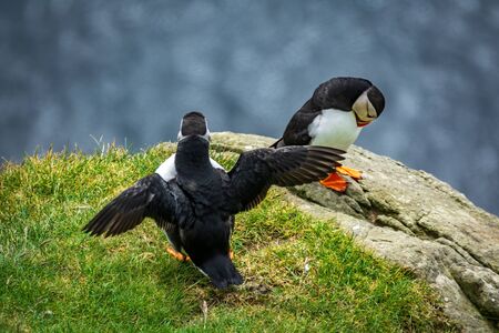 Puffin flapping wings near other one with head downの写真素材
