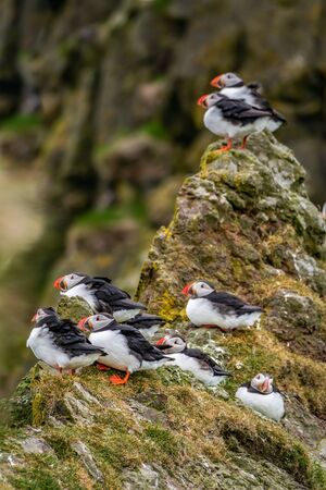 Profile view of puffins over the rock edge with high wind speeds and cold weatherの写真素材