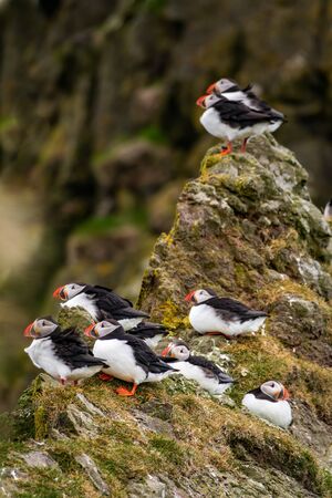 Group of puffins over the rock edge, cold dayの写真素材