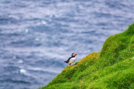 Profile view of puffin in the hillsideの写真素材