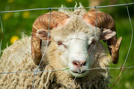Front view of ram with huge hornsの写真素材