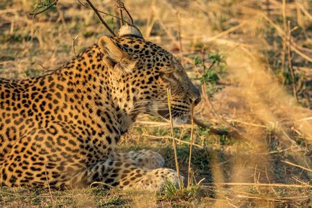 Wild leopard hidden laid down on the bushの写真素材