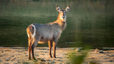 Waterbuck in the river shore sand looking to the cameraの写真素材