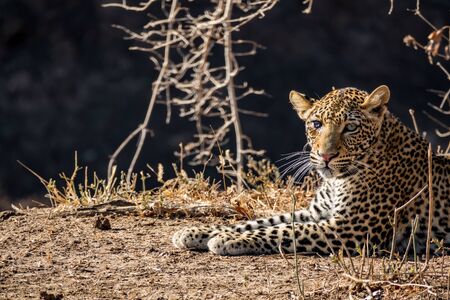Leopard with injured eye looking at the cameraの写真素材