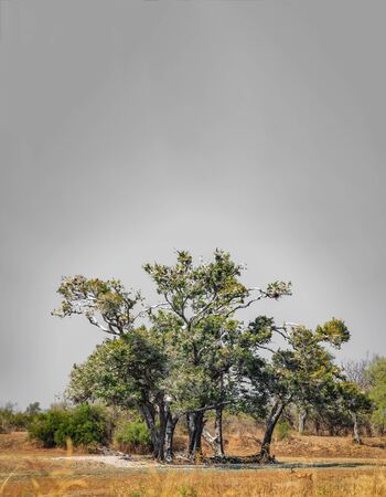 The iconic stork colony zone in South Luangwaの写真素材