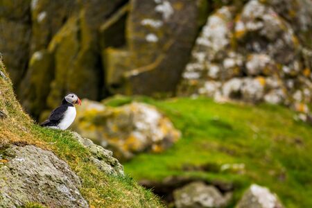 Isolated puffin over the rocks with text spaceの写真素材