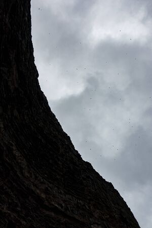 High vertical cliff with many birds flyingの写真素材