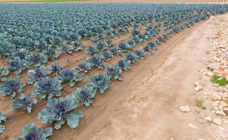 Red cabbage plantationの写真素材