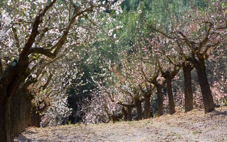 Plantation of almond treeの写真素材