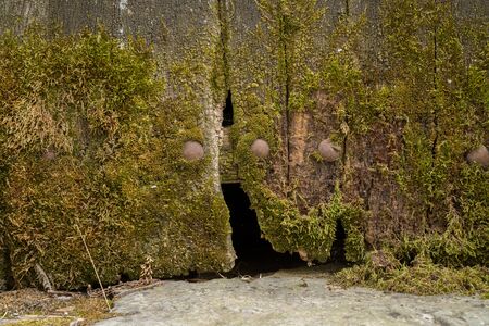 Old wooden door with mossの写真素材