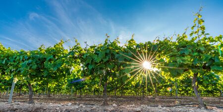 Vineyard at sunset with star shaped sunの写真素材