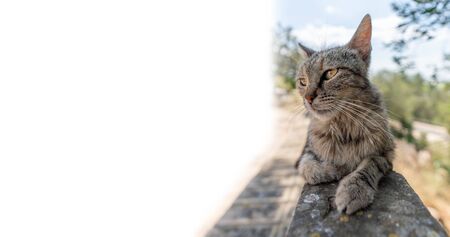 Cat over the fence looking to the leftの写真素材