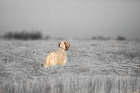 Rear view of english setter on black and white wheat field