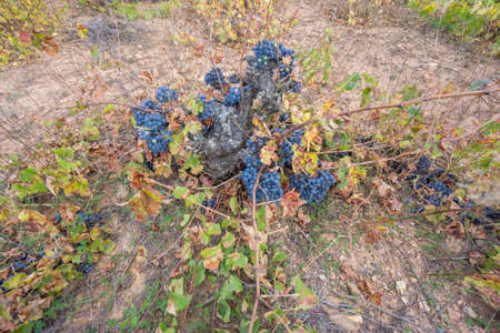 Top view of Neglected Vineyard with black grapes bunchの写真素材