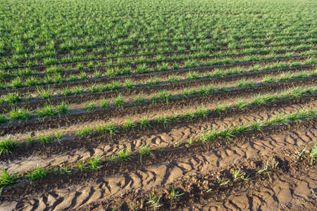 Tiger nut plantationの写真素材