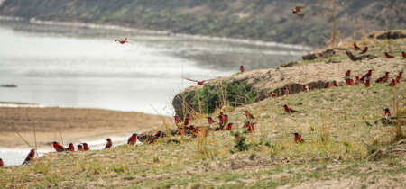 Southern carmine bee-eater large group near riverの写真素材
