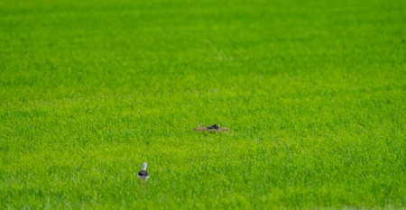 Gallinula chloropus nesting over huge rice field