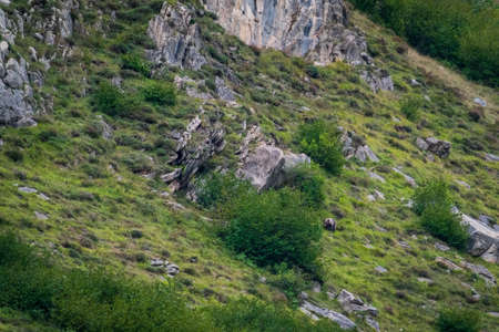 Wild bear in the hillside of Somiedo, Asturias, Spainの写真素材